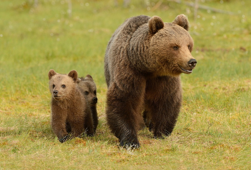 glade, the three bears, muzzle, pose, greens, 1080P, brown, mother, kids, two, bear, grass, two of the bear, trio, summer, mom, three, cubs, a couple