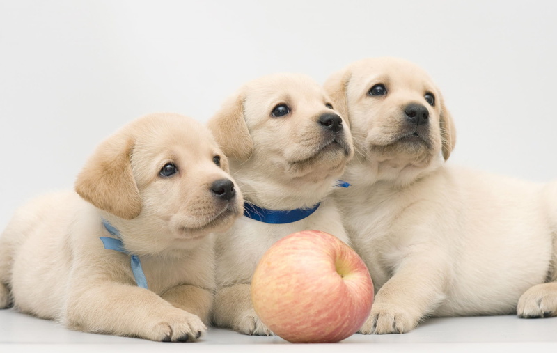 mammal, dog, studio shot, domestic animals, portrait, animal themes, canine, Apple, puppy, cute, Labrador, two animals, no people, young animal, cream colored