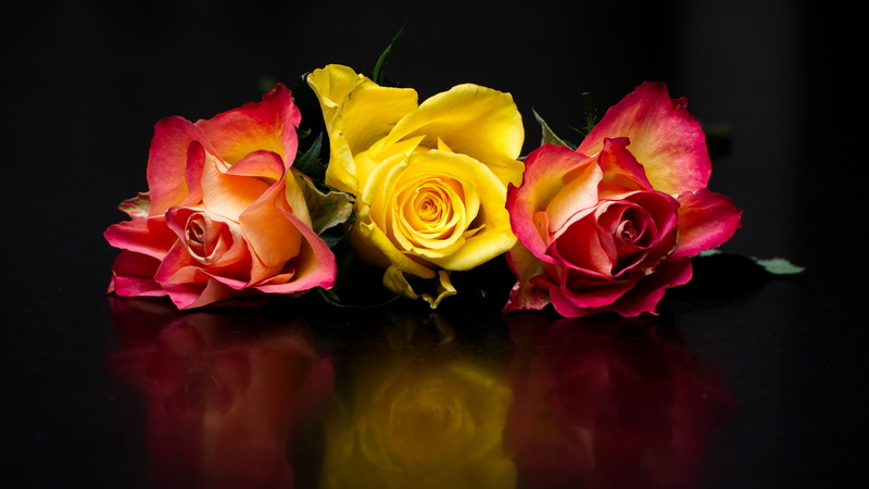 buds, flowers, trio, bright, three, roses, the dark background, 4K, reflection