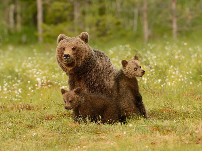 grass, care bear, look, comfort, kids, two of the bear, bears, bear, nature, sitting, glade, three, cubs, muzzle, summer, mother, forest, trio, 1080P