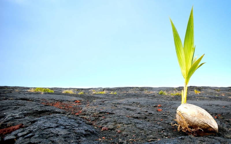 agriculture, blue, scenics - nature, clear sky, rock - object, outdoors, revival, seedling, summer, beauty in nature, land, 720P, environment, sky, plant