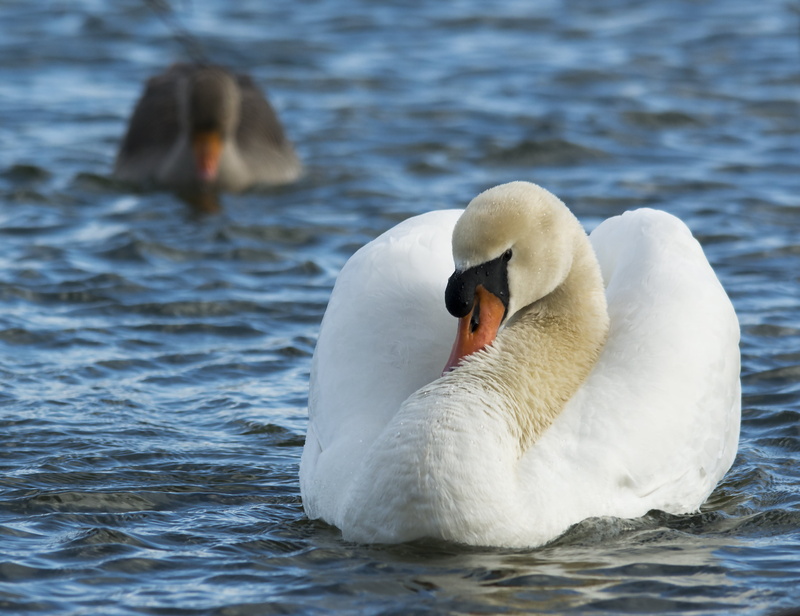 river, 4K, WETLAND, BIRD, animal, REVIVAL, mute, nature, lake, swimming Animal, Wildlife, pond, Mute Swan, Wildfowl, water, swan, white, swimming, two