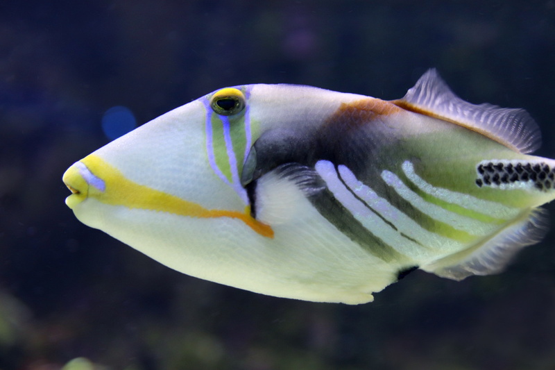 animal wildlife, picasso trigger fish, fish, 5K, underwater world, animal themes, nature, water, close-up, no people, undersea, swimming, animals in the wild