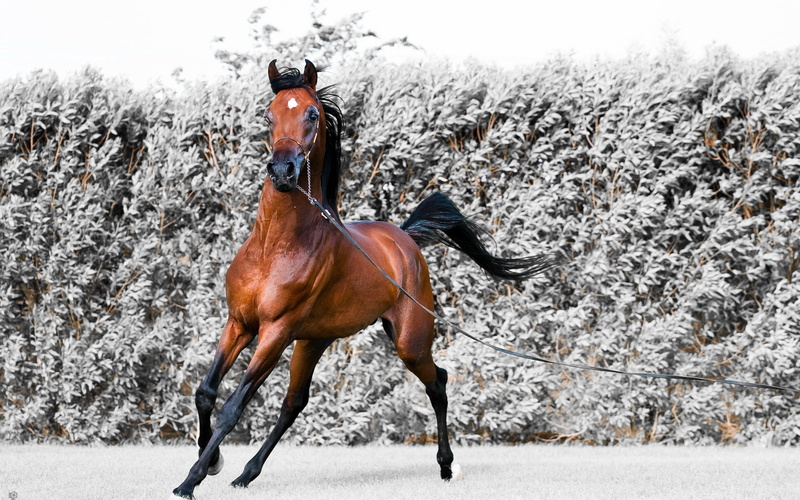 brown, mammal, riding, day, snowing, cold temperature, warm clothing, animal wildlife, farm, stallion, animal themes, covering, beauty In Nature, animal