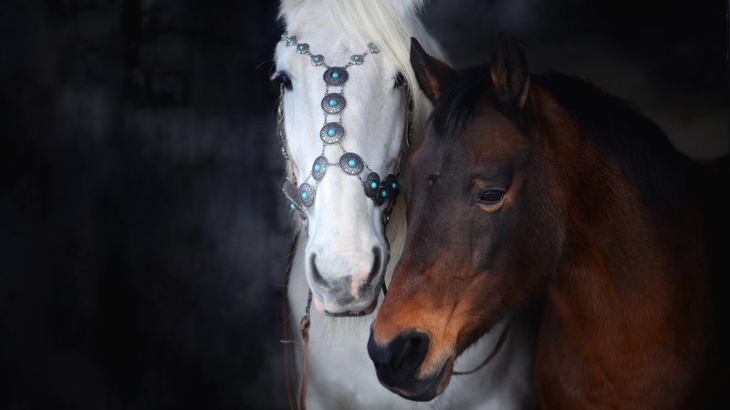 two, two horses, chestnut, the dark background, horse, two knights, muzzle, look, harness, pair, decoration, horses, portrait, white, 4K