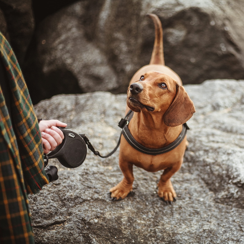 nature, friendship, 2K, outdoors, owner, cute, leash, explore, dachshund, fun, people, animal, person, adventure, rock, looking, hike, pets, sitting, ocean