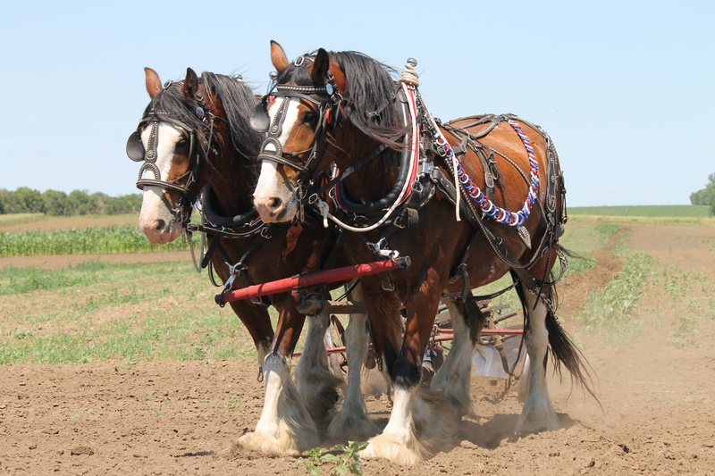 field, nature, sunlight, animal, mammal, domestic animals, team, draft, livestock, pets, outdoors, vintage, herbivorous, two, vertebrate, two animals, cultivator