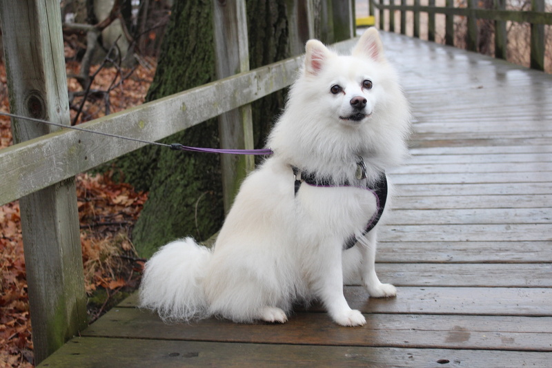 eskimo, adult, railings, pomeranian, autumn, white, 2K, sitting, park, looking at camera, canine, harness, dock, leash, no people, animals, white color