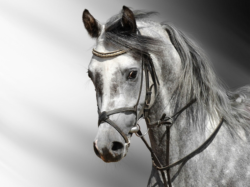 beautiful, beauty, black Color, cart, white, riding, stallion, pets, 1080P, animal Head, herbivorous, domestic animals, horse, bridle, color, head, domestic