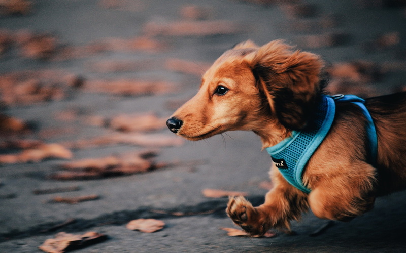no People, mixed-Breed Dog, cute, friendship, fun, looking away, sitting, photography, selective, nature, golden Retriever, dog, animal Head, mammal, run