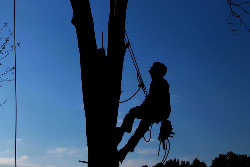 rest, weary, equipment, man, nature, low angle view, leisure activity, hard work, tree service, occupation, blue, ash, lumberjack, risk, safety gear, suspended