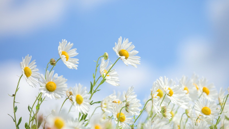white flowers, 1080P, flowers, blue, plants, colorful