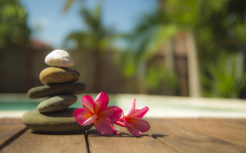 zen-like, outdoors, pink color, system, balance, vulnerability, close-up, 2K, plant, hd, wood - material, freshness, flower, nature, focus on foreground