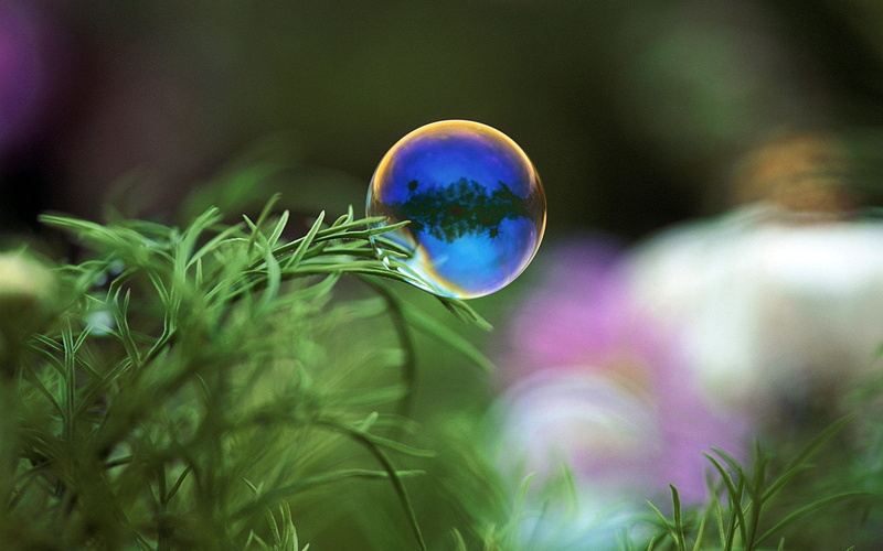 green color, blue, focus on foreground, multi colored, xubuntu, beauty in nature, purple, desktop, growth, green, 1080P, close-up, hd, nature, tree, fragility