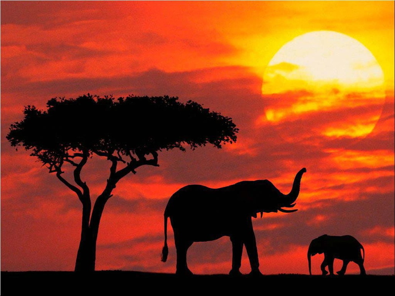 hd, Elephant, red, abstract, art, Sundown, 480P, Vector