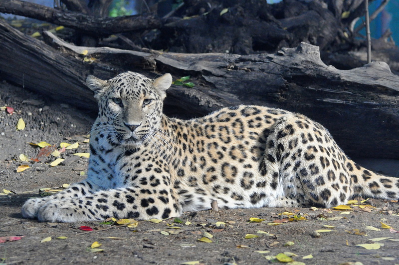 1080P, predator, view, Persian, Leopard, vacation, panthera pardus