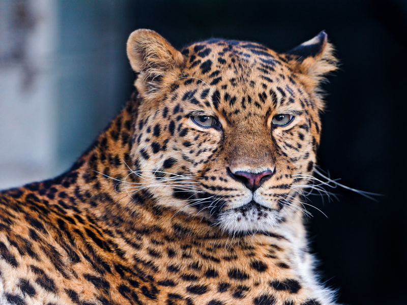 feline, the dark background, mustache, whisker, animals in the wild, no people, animal body part, big cat, brown, vertebrate, lies, one animal, focus on foreground