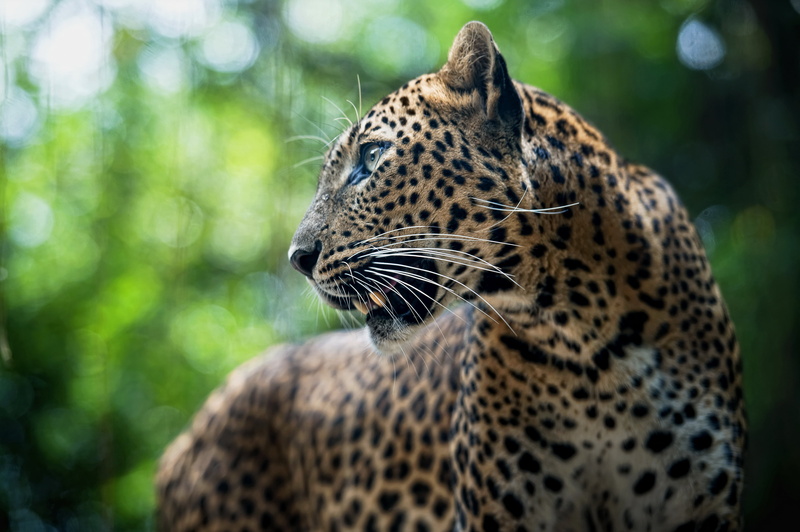 animals in the wild, spotted, panthera pardus, animal markings, predator, looking, Leopard, 4K, feline, cat, vertebrate, outdoors, no people, mammal, undomesticated cat