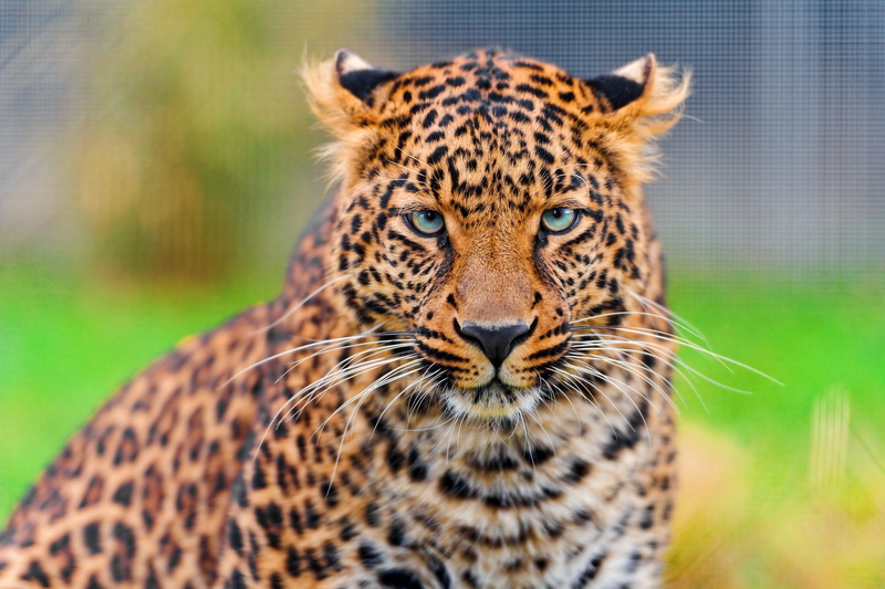 mustache, 4K, beautiful, face, panthera pardus, leopard, look