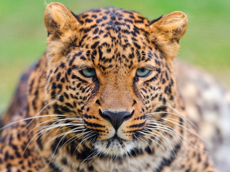 portrait, animal themes, whisker, animal markings, carnivora, a large spotted cat, adult, cat, outdoors, 2K, animal, day, beautiful, feline, looking at camera
