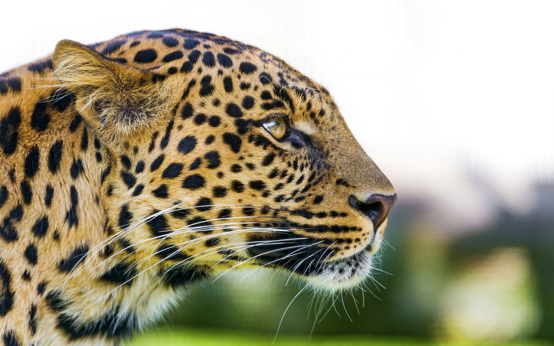 face, 2K, look, panthera pardus, profile, predator, leopard
