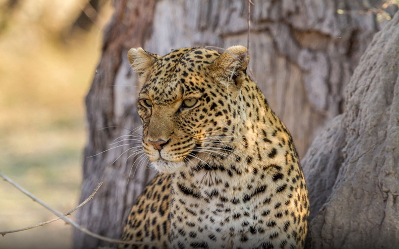 focus on foreground, 2K, zoo, carnivora, big cat, mammal, feline, animal wildlife, day, vertebrate, close-up, pardus, hd, panthera, no people