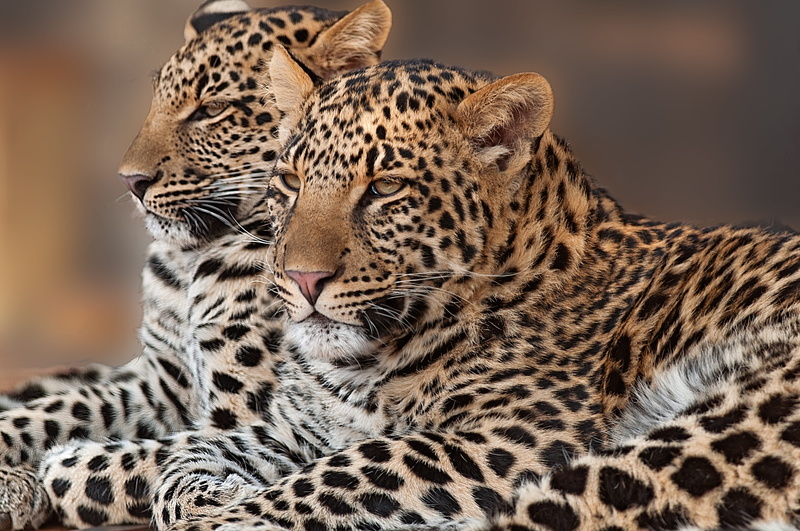 portrait, animal wildlife, one animal, panthera, wild, animals in the wild, cat, animal head, two, animal, animal body part, carnivore, young, 4K, leopard