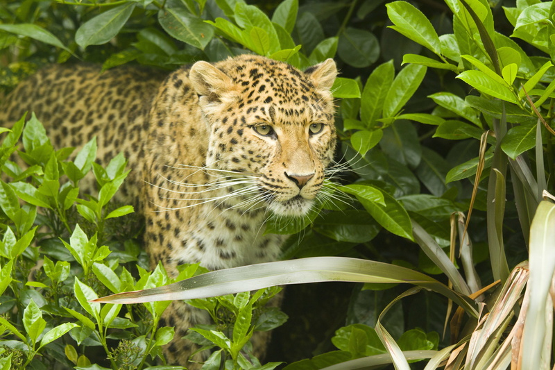 shrub, foliage, mustache, face, predator, leopard, 5K, panthera pardus