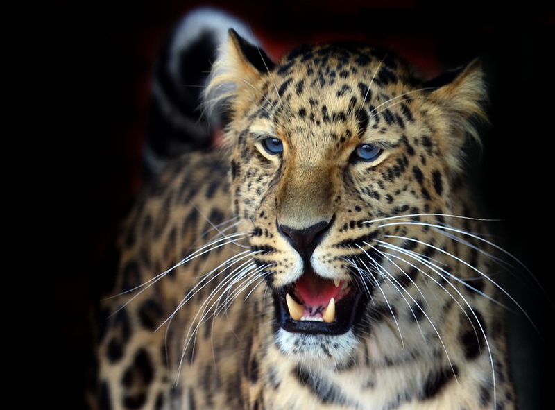 whisker, mammal, animal body part, background, 2K, leopard, undomesticated cat, snarling, cat, animal, no people, mustache, looking at camera, animal head