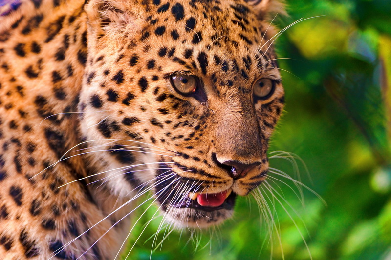 mustache, leopard, panthera pardus, face, look, a large spotted cat, 4K, profile