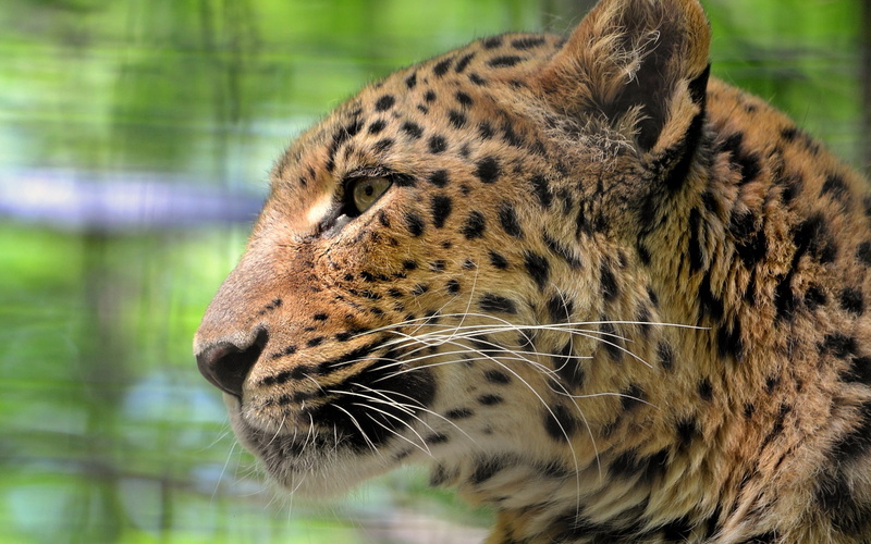 sad, look, a large spotted cat, leopard, mustache, face, 1080P, panthera pardus