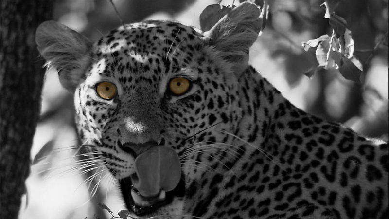Cat, vertebrate, whisker, dangerous, Panthera Pardus, 1080P, aggression, mouth open, carnivora, animals in the wild, wildcat, animals, cat, animal head