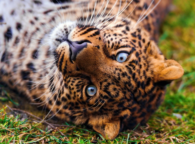 panthera pardus, spotted, face, looks, 2K, lies, beautiful, leopard