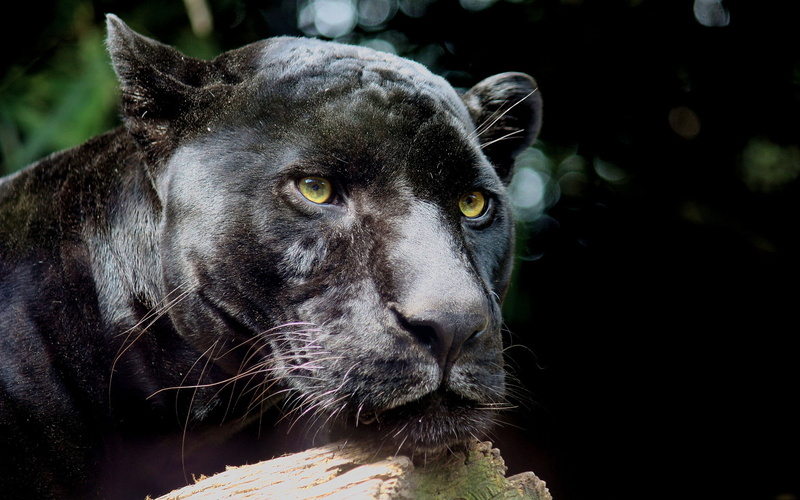 mustache, face, predator, leopard, stay, 1080P, Panther, panthera pardus