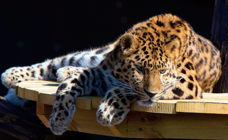 panthera, one animal, no people, Wild, cat, spotted, Animals, animal wildlife, animals in the wild, resting, lying down, wood - material, carnivora, 2K