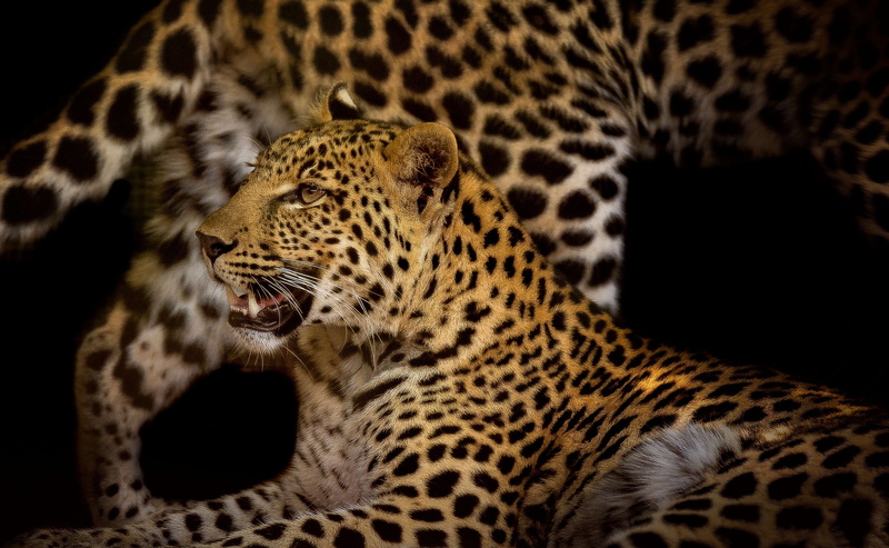 animal body part, photo, cheetah, animal, brown, carnivore, snarling, black background, carnivora, animal themes, cat, no people, rosettes, dangerous, animal wildlife