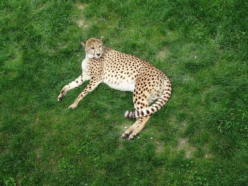 animals in the wild, big cat, field, spotted, wildcat, undomesticated cat, grass, animal wildlife, mammal, predator, one animal, tonis zoo, nature, animal