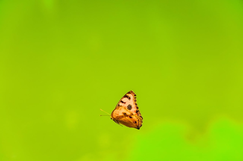 minimalism, no people, colored background, green background, nature, green color, copy space, close-up, invertebrate, pendant, animal, animals in the wild
