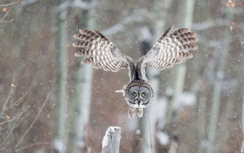 owl, blizzard, focus on foreground, bird of prey, winter, pendants, no people, outdoors, snowing, birds, animal themes, colored, two, cold temperature