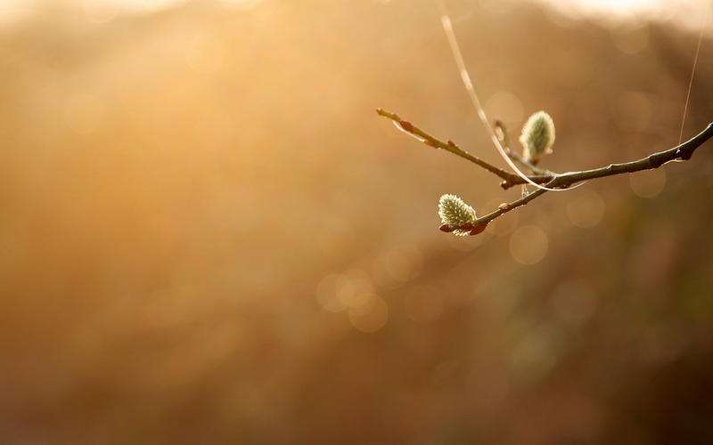 plants, dew, twigs, rain, colored, pendant, focus on foreground, selective focus, raindrop, twig, growth, day, vulnerability, lens flare, close-up, fragility