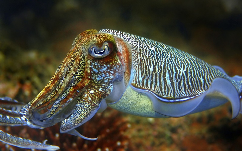 world, close-up, no people, cuttlefish, animals in the wild, animal themes, underwater, mobile, nature, focus on foreground, water, sea, laptops, swimming