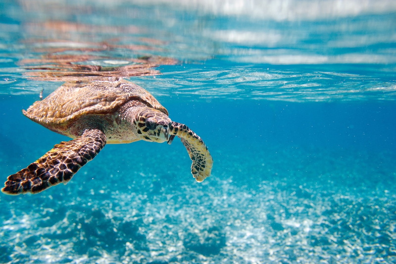 mouth open, outdoors, animal wildlife, reptile, marine, animals in the wild, animal body part, one animal, animal themes, swimming, underwater, animal