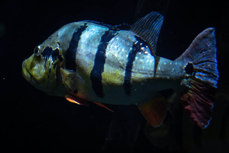 animal, tennessee state aquarium, animals in captivity, black background, animal wildlife, speckled peacock bass, tennessee, speckled pavon, sea life, animal themes