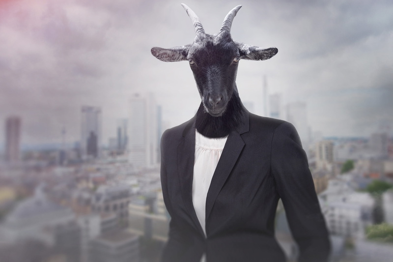 focus, stupid, animal themes, goat, stubborn, team, mammal, stylish, businessman, animal head, success, one person, office, menswear, young, 4K, manage