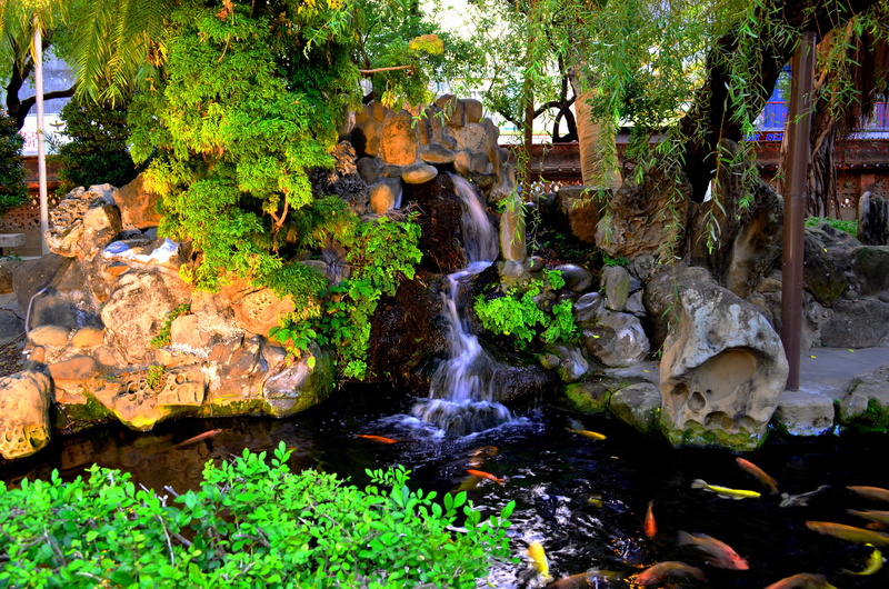 green color, fresh, rock, Pond, pool, zen, solid, Nature, beauty in nature, growth, plants, green, Koi, outdoors, plant, park, fish, architecture, no people