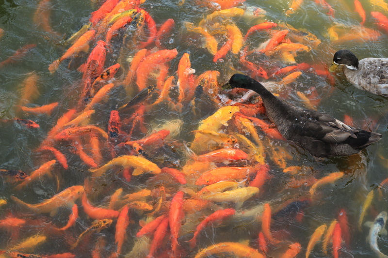 vertebrate, yellow, lake, marine, japanese, animal, zen, koi carp, large group of animals, no people, swimming, koi fish, animals in the wild, sea life