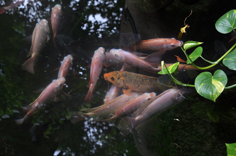 day, pagoda, landscaping, group of animals, school of fish, traditional, underwater, fish, culture, animal, tranquil, lian, koi carp, marine, nunnery, perfection