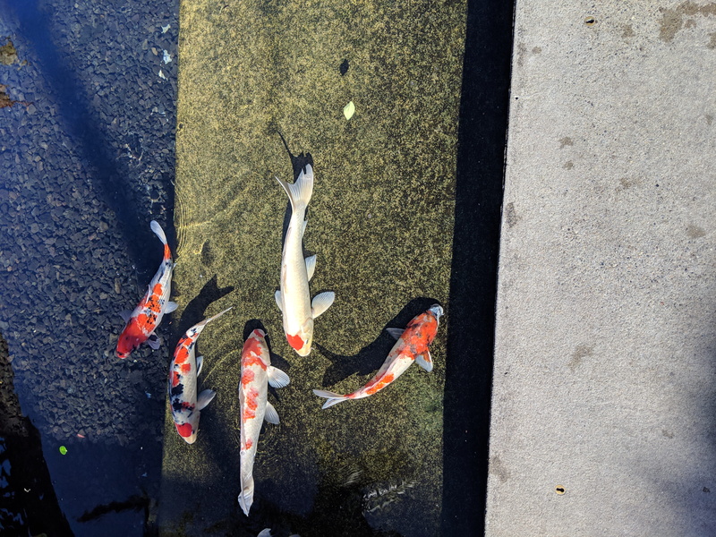 high angle view, Wetlands, lake, group of animals, Zen, day, vertebrate, 4K, carp, swimming, newport beach, Peace, koi carp, animals in the wild, animal wildlife