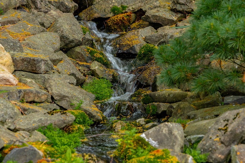 tranquil, aquatic, rock - object, no people, 5K, koi, fish, garden, falling water, land, water, nature, waterfall, rock, green, plant, goldfish, outdoors