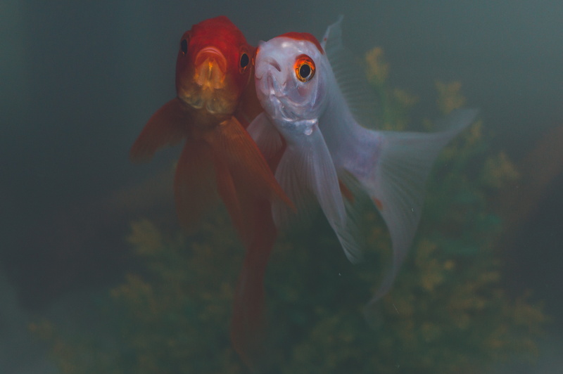 two animals, chinese, exotic, koi, color, aquarium, 5K, yellow, animal, glass - material, pet, desktop, carp, undersea, vertebrate, no people, marine